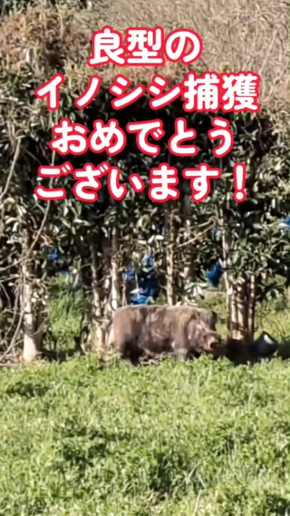 くくり罠の鎌田スプリング｜